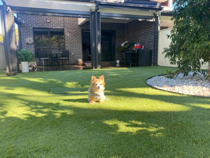 Homepage 7 Pet friendly artificial grass